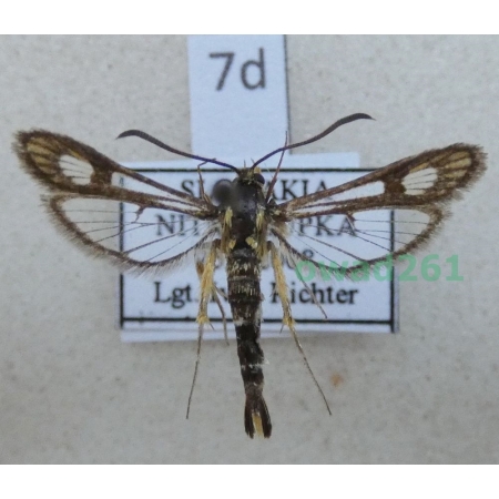Chamaesphecia astatiformis (Herrich-Schäffer, 1846) Slovakia7d
